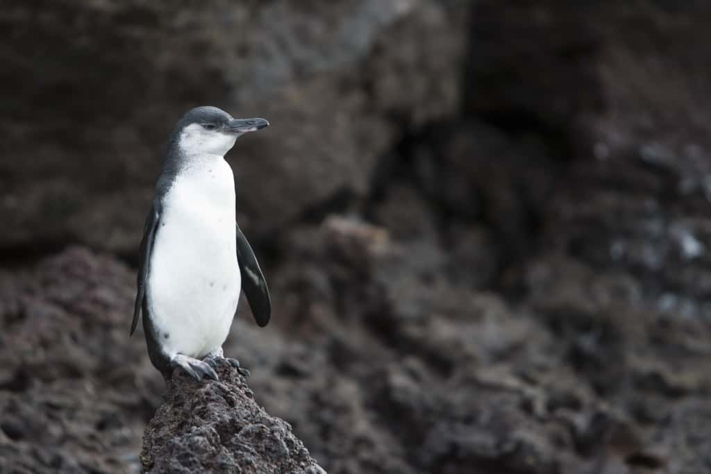 galapagos penguin